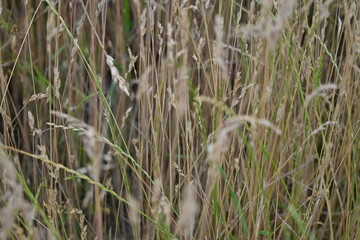 Fototapeta premium texture of summer grass as background, brown spikelets of field cereals as background, dried meadow grass