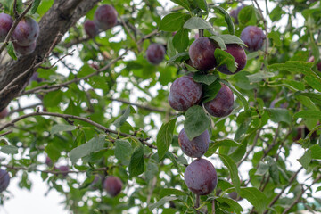 Branch of a plum tree, good harvest