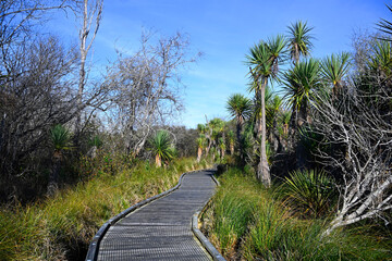 Cabbage Trees at Travis Wetlands, Christchurch, New Zealand
