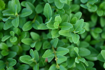 
Texture of sumac leaves as a background, eco-friendly, close-up of a living hedge
