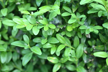 
Texture of sumac leaves as a background, eco-friendly, close-up of a living hedge