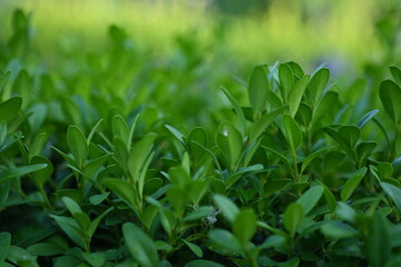 Fototapeta premium green boxwood branches as a background close-up, macro texture of boxwood leaves 