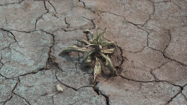 Climate change and drought concept, dead plant in dry soil during summer heat wave