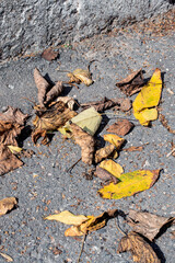 Yellow autumn leaves on asphalt in sunlight