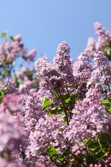 Obraz premium lilac flowers in spring