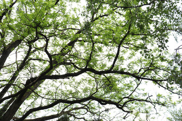branches against sky