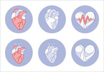 Heart illustration anatomy real and symbolic icon for fitness app or website or print artwork