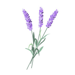 Lavender flowers, French blossomed violet flora. Provence floral plant, herbs bouquet. Purple lavendar stems. Lavanda blooms.