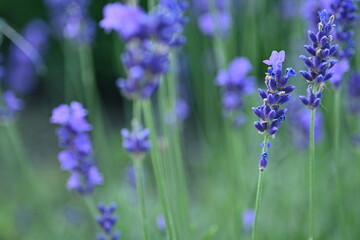 Violet lavender flowers on a green background.
Blue lavender flowers on a green background.
Lavender field in close-up.
