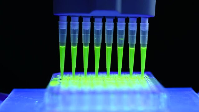 Multi channel pipette withdrawing green fluorophore compound solution for biomedical research with dark background in a chemistry lab. Cell culture and microbiology assay development.