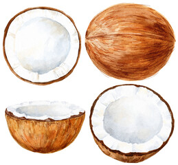 Coconut colorful set food illustration.