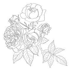 Branch blooming roses. Bouquet of garden flowers with leaves. Hand drawn. Vector illustration. linear plant for design, decor and decoration.