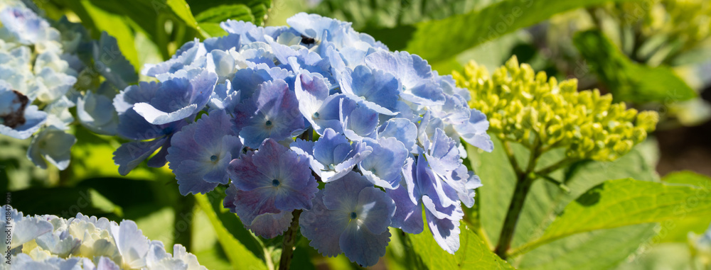 Sticker Beautiful hydrangea flower in a natural garden in sunny day.