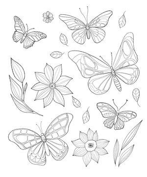 Botanical collection beautiful butterflies, flowers and leaves. Linear hand drawing. Vector illustration. Isolated outline elements for design, coloring, decor.