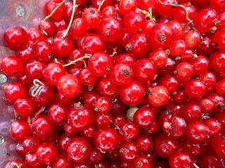 Close up of red currants, the freshly picked delicious small ripe juicy edible fruits harvested from organic country garden fruit bushes in Summer for home made tasty fresh pie baking 