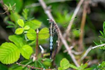 blue dragonfly on a green leaf