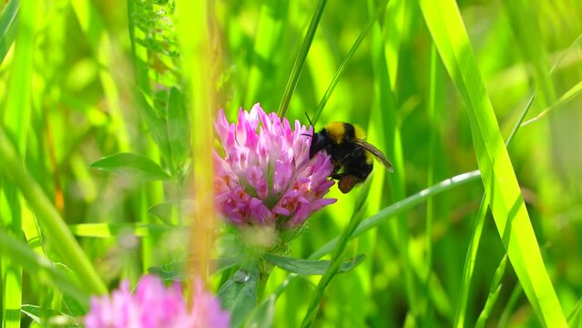Bumblebee on purple clover flower feeds by collecting nectar and flies away. Flying insects on flowering green meadow among wildflowers in summer time.