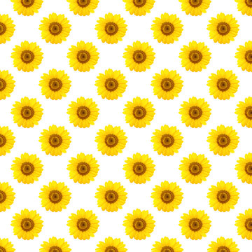 Seamless pattern with sunflowers on white background.