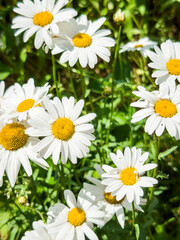 daisies in a garden