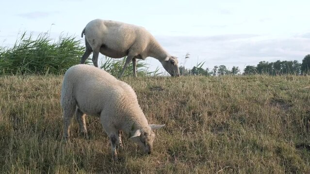 Schafe auf einem Deich in Ostfriesland