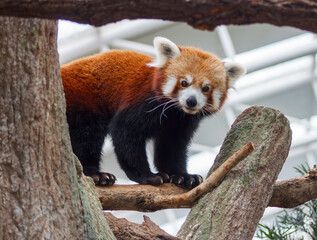 Fototapeta premium A photo of Red Panda also known as lesser panda in captive setting.