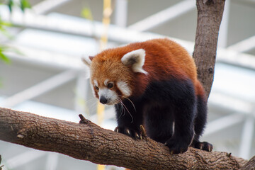 Fototapeta premium A photo of Red Panda also known as lesser panda in captive setting.