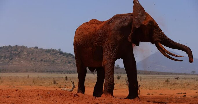 An elephant throws dust in the savannah