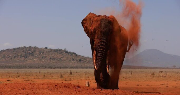 An elephant throws dust in the savannah