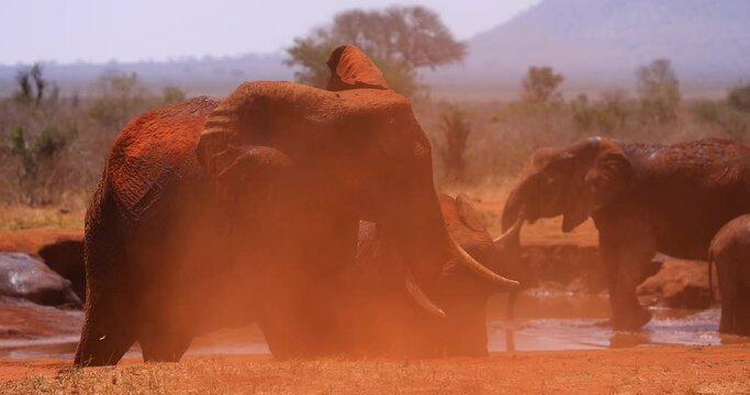 An elephant throws dust in the savannah