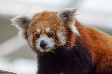 Fototapeta premium A photo of Red Panda also known as lesser panda in captive setting.