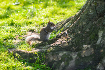A gray squirrel eating a peanut by the tree.