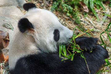 Fototapeta na wymiar A photo of Giant Panda in captive setting.