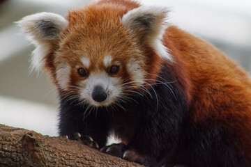 A photo of Red Panda also known as lesser panda in captive setting.