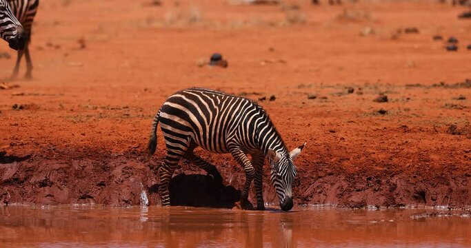 A family of zebra drink water in the savannah in Kenya