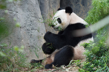 A photo of Giant Panda in captive setting.