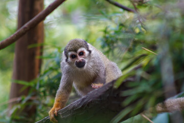 Fototapeta premium A photo of Squirrel monkey in captive setting.