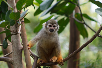 A photo of Squirrel monkey in captive setting.