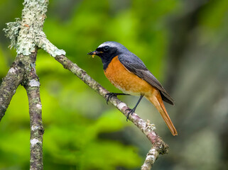 Common Redstart, male