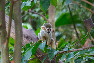 A photo of Squirrel monkey in captive setting.