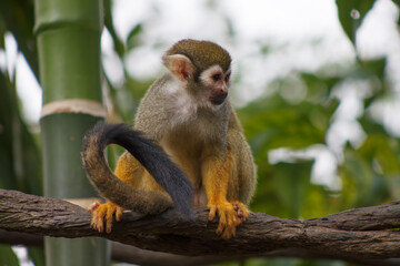 A photo of Squirrel monkey in captive setting.