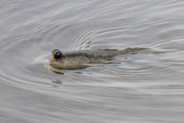 Mudskipper crawls in shallow water on shore, Thailand