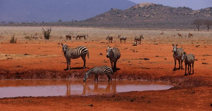 A family of zebra drink water in the savannah in Kenya