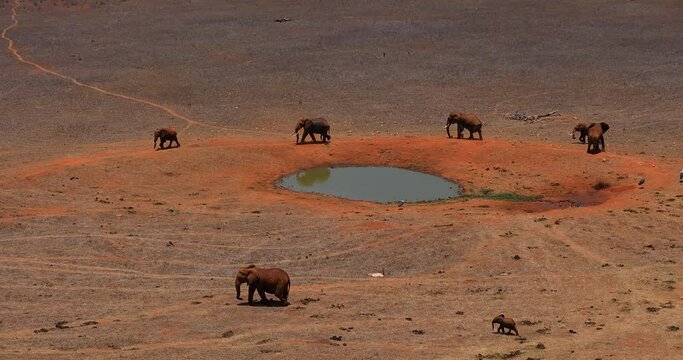 Elephants walk near a waterhole
