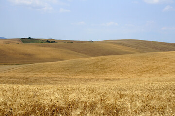Fototapeta na wymiar wheat field in the summer
