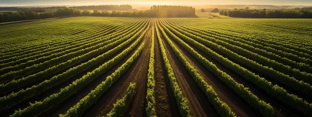 Papier Peint photo Vignoble vineyard in the Bordeaux region. Generative ai