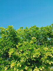 green leaves and blue sky