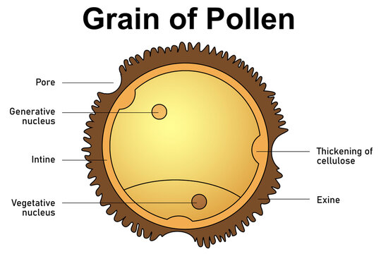 Grain of pollen anatomy isolated
