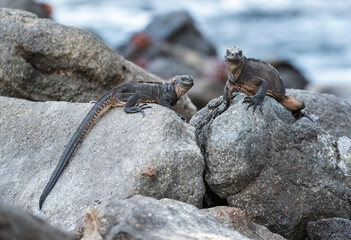 Marine Iguana