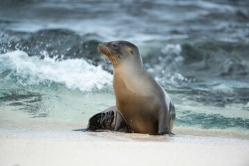 Galapagos Sea-Lions