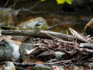 nature birds in their natural environment